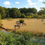 camping in de buurt van dierentuin Branféré