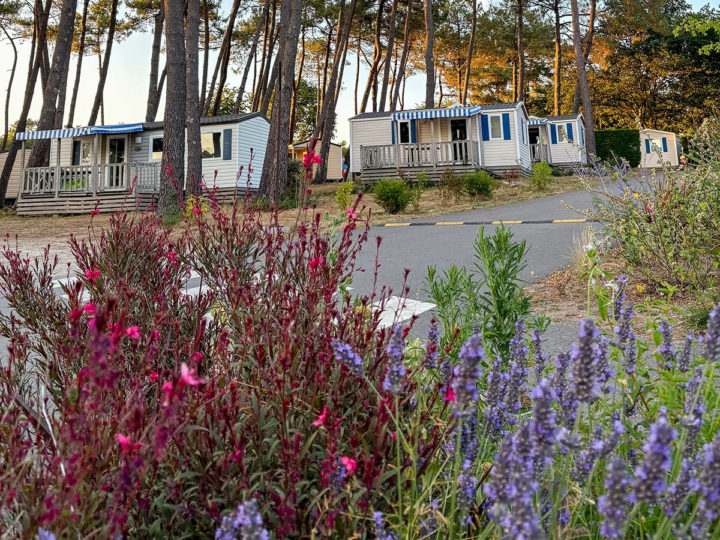 Fleurs des allées dans le camping Le Fort Espagnol dans le Golf du Morbihan et quelques mobil-home
