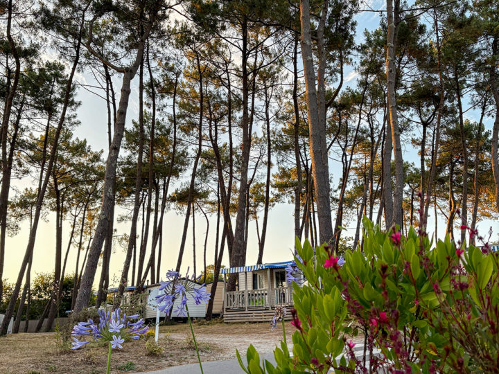 Fleurs dans les allées du camping Le Fort Espagnol en Bretagne