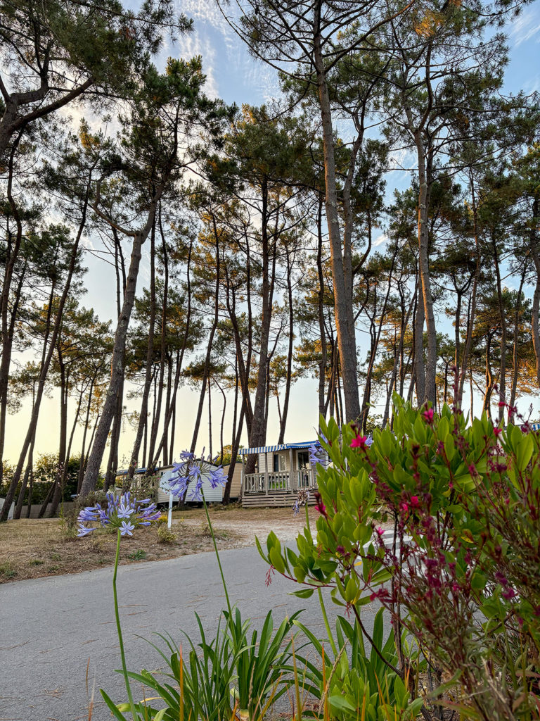 Fleurs dans les allées du camping Le Fort Espagnol en Bretagne