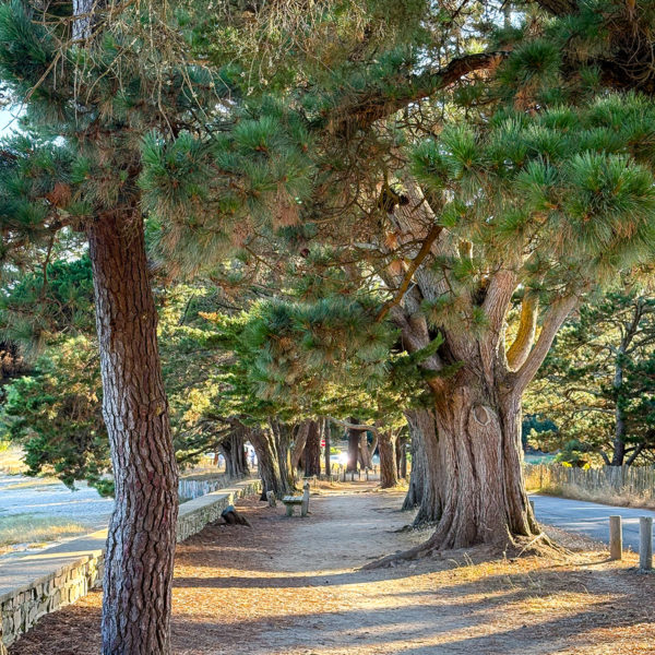 Chemin longeant une plage du Golf du Morbihan