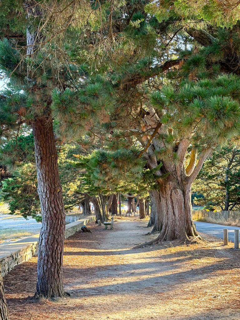 Chemin longeant une plage du Golf du Morbihan